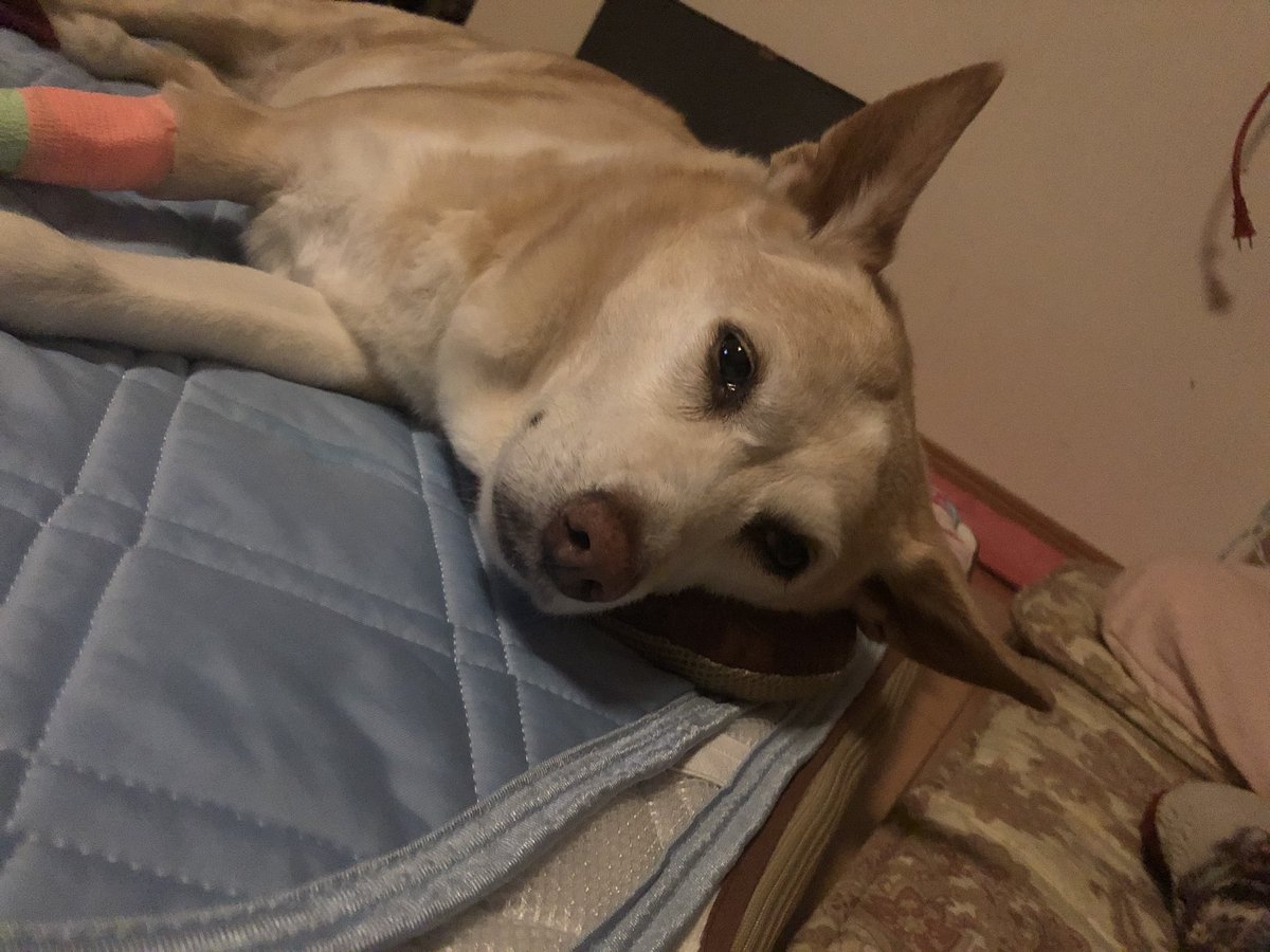 らんだ ただいま病院から連絡がありました あまり貧血の治りが良くないよう 輸血液足りなくなるようで 供血できるワンちゃんを募集 お昼頃に病院に来れて 検査等で帰りが夕方になっても大丈夫な方 よろしくお願いいたします 供血犬 供血募集