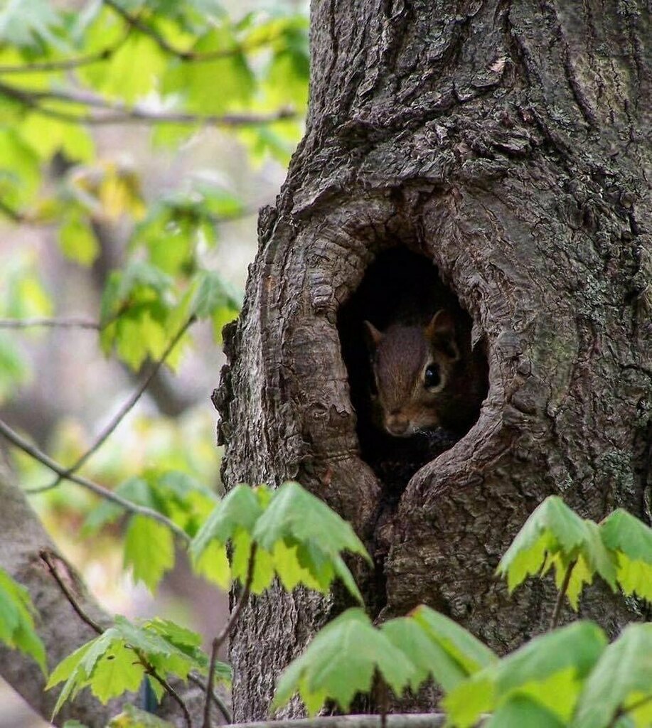 TinaMartino7's tweet image. When nature is calling you... And staring at you... #nature #sayinghello #squirrel #outdoors #breathoffreshair #peacefulmoments