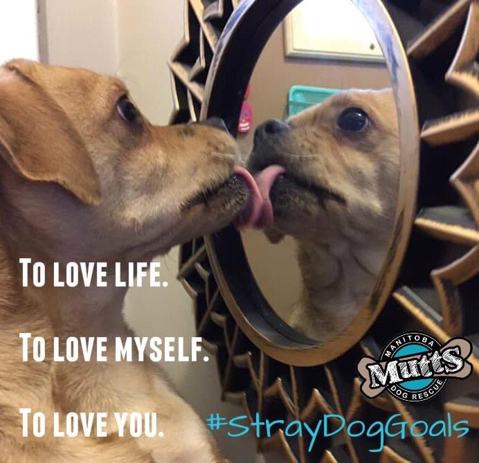 ManitobaMutts's tweet image. #StrayDogGoals

To love life.

To love myself. 

To love you.

#Rescued