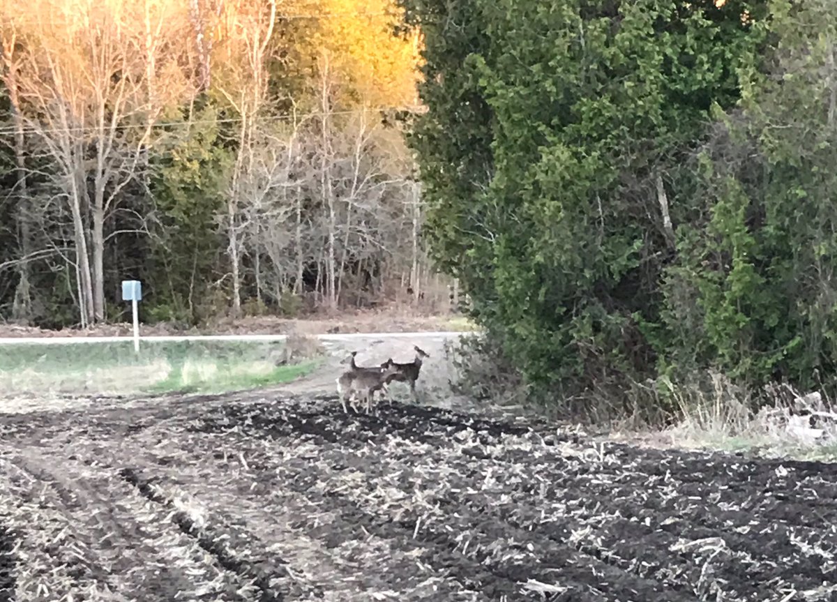 MariekePatton's tweet photo. Another quality #FamilyNight with a sunset & deer to top it off! π
π¦ β° #PickingRocks #FirstHarvest https://t.co/v4UQG4vayB