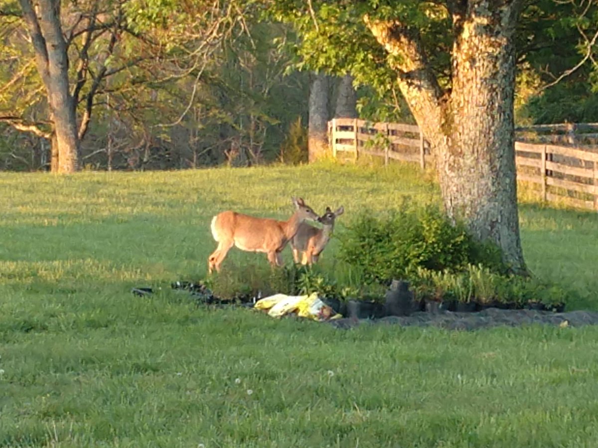 TheParklands's tweet photo. And another lovely spring day comes to an end. Flashback to this morning and these two does enjoying sunrise near our operations center. Thanks to our Maintenance Tech Zech Kantor for capturing the moment. #KentuckySpring https://t.co/WOw2cV7E3Y