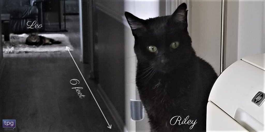 tpgliveevents's tweet photo. #FeelGoodFriday
Paying tribute to TPG Mascots, Leo and Riley, and congratulate them for practicing #socialdistancing while #workingfromhome. Cool cats!
β½β½β½β½
#FridayFeeling #Weekend #EventProfs #VirtualEvents #DigitalEngagements #WFH Thanks @KemmerM! https://t.co/WiPs4ir7tM https://t.co/LMJSg6gnXv