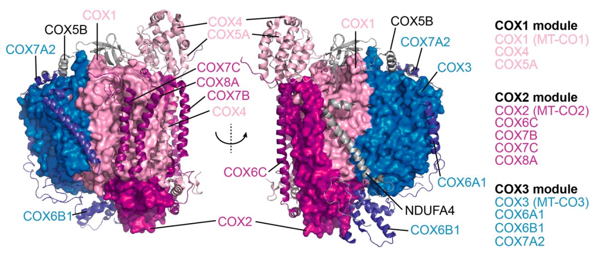 Paper in Press: "HIGD2A is required for assembly of the COX3 module of human mitochondrial complex IV" – #OxPhos #Mitochondria #respirasome

mcponline.org/content/early/…
@unimelb