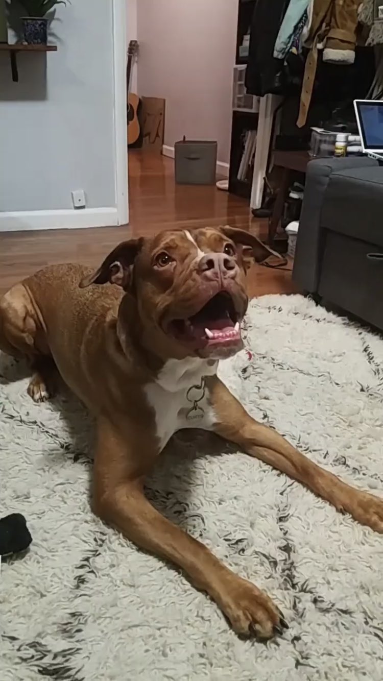  This dog s name is Curtis Martin!!! Happy birthday to the human Curtis!! 