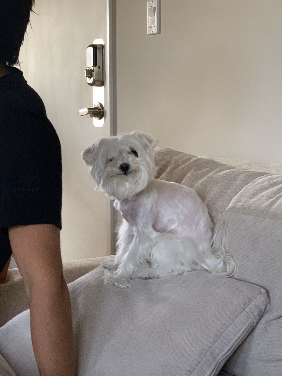 bbybblu's tweet photo. my sisters dog screamed so loud that the groomer called her MID SHAVE to pick her up immediately and not to bring her back https://t.co/IEsyjxg72Y