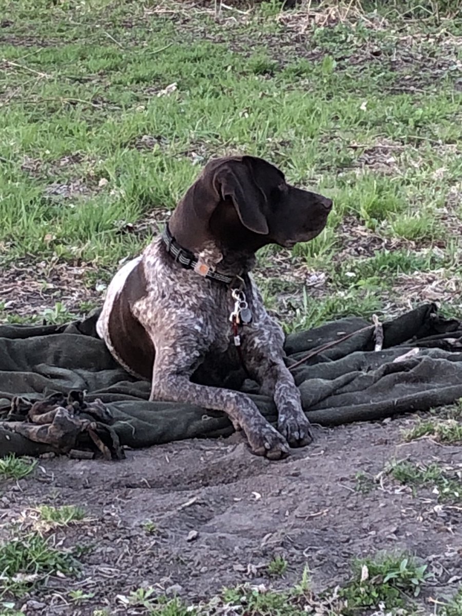 Could use a good blanket to finish off a shout ⁦<a href="/Carhartt/">Carhartt</a>⁩  Need a new sponsor dog?