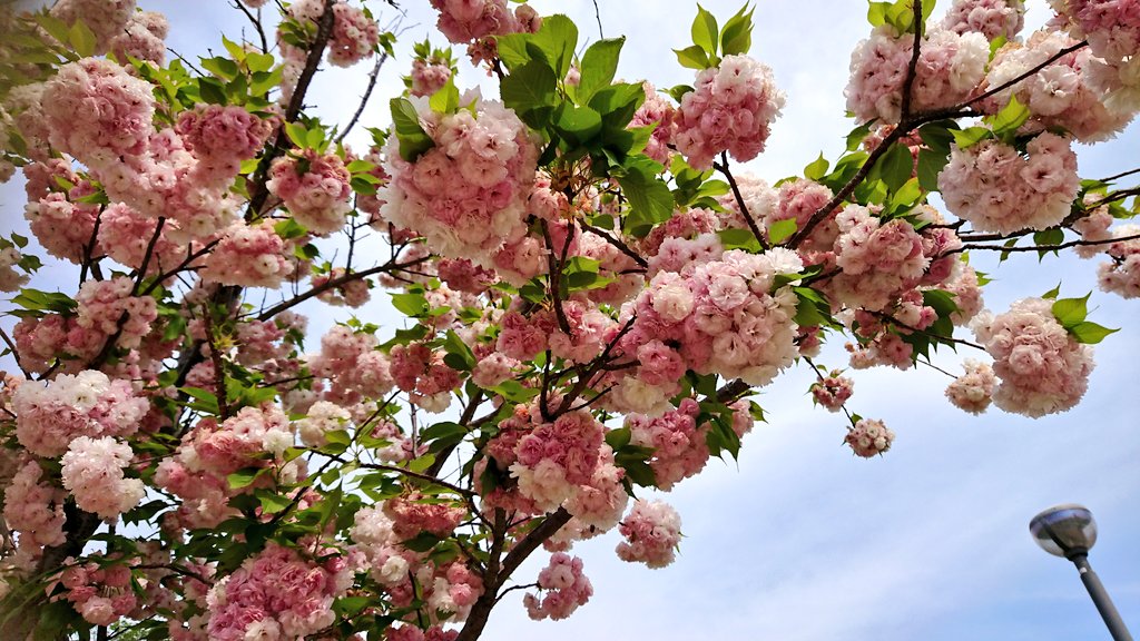 りす子 ちー 3y 植物にお詳しい方 このお花はなんですか 薄いピンク ピンクのお花がぼんぼんに咲いててすごく可愛いのです 名前のわからない花 この花の名前を教えてください T Co G39ehvprtp Twitter りす子 ちー 3y 植物にお詳しい方 このお花はなんですか 薄いピンク ピンクのお花がぼんぼんに咲いててすごく可愛いのです 名前のわからない花 この花の名前を教えてください T Co G39ehvprtp Twitter
