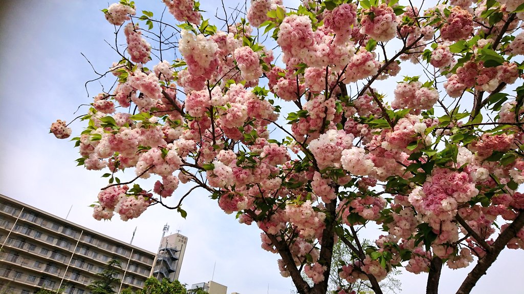りす子 ちー 3y 植物にお詳しい方 このお花はなんですか 薄いピンク ピンクのお花がぼんぼんに咲いててすごく可愛いのです 名前のわからない花 この花の名前を教えてください T Co G39ehvprtp Twitter りす子 ちー 3y 植物にお詳しい方 このお花はなんですか 薄いピンク ピンクのお花がぼんぼんに咲いててすごく可愛いのです 名前のわからない花 この花の名前を教えてください T Co G39ehvprtp Twitter