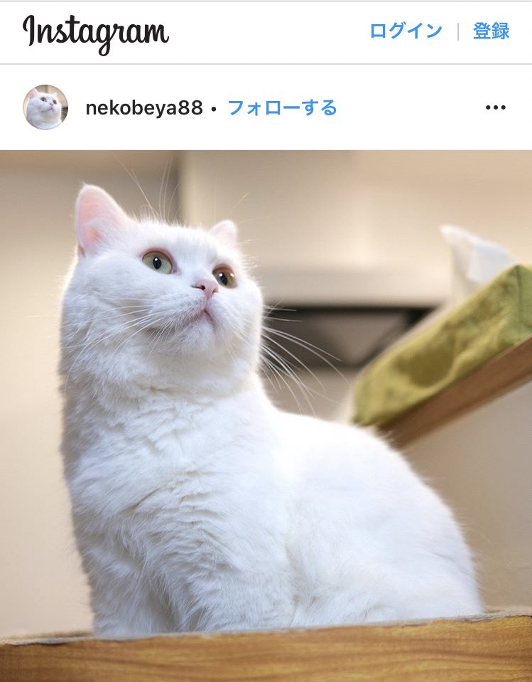 ポムさん・しまちゃんbot (@pomu_shima) / Posts / X