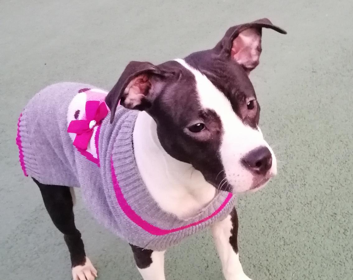 Milkybully's tweet photo. Microbe aka "Mimi Jolie" ❤️
#minibully #loveabully #dogsoftwitter #DogLover #dogs #puppylove #puppy #MYLOVE #pets #homemade 😋 https://t.co/6aAQl1UgWI