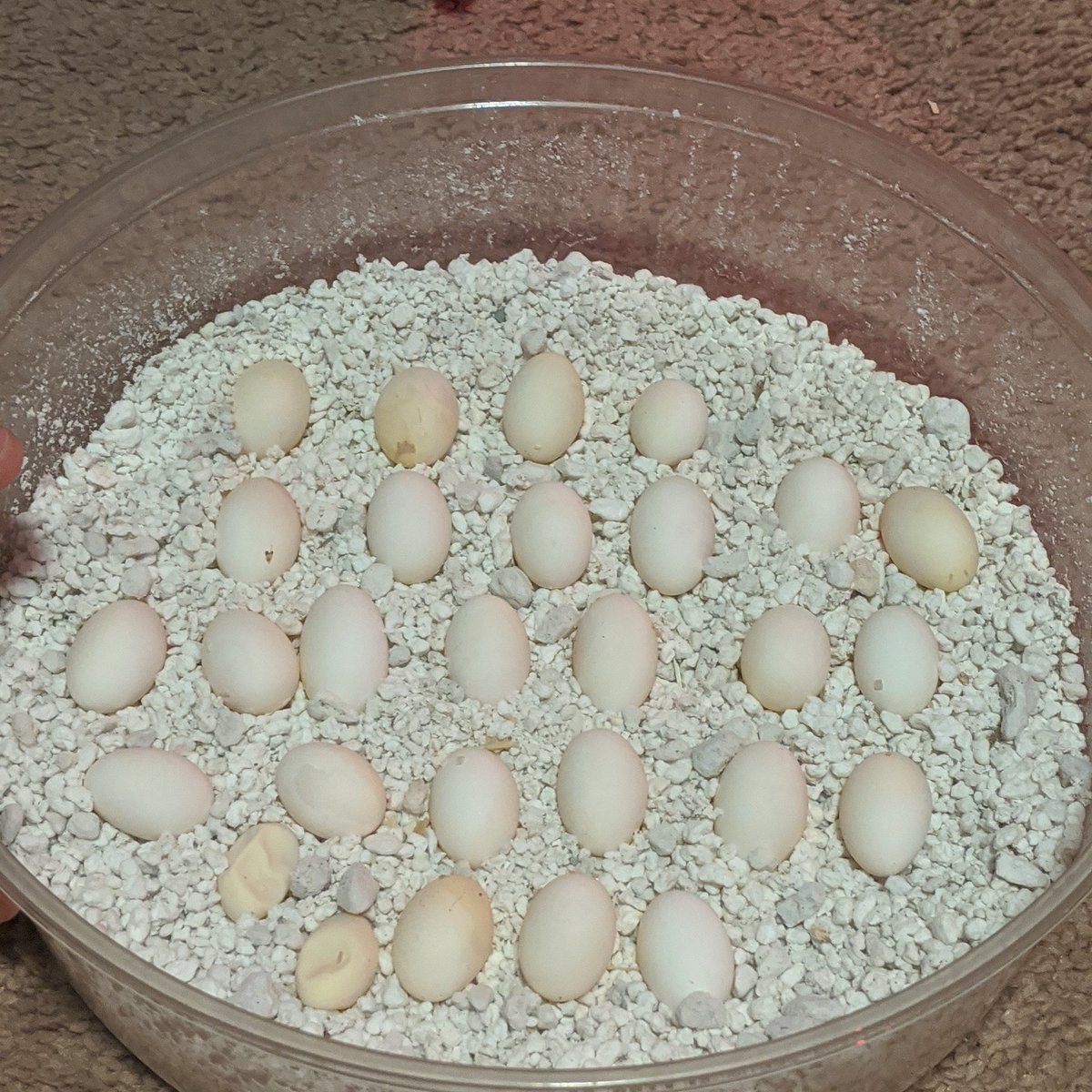 Curious_C_LLC's tweet photo. First beardie eggs of the year!!!! Red het hypo x red leatherback het hypo!! .
.
.
.
#beardeddragon #beardeddragonbreeder #beardies #beardeddragoneggs #lizards #lizardbreeder #lizardeggs #beardieeggs https://t.co/0CYbbxYkuy