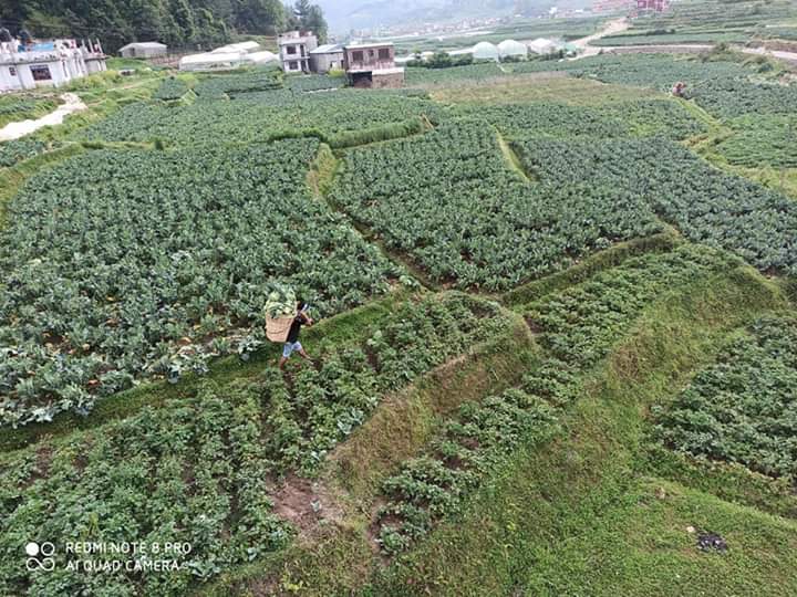 Naresh_Ach's tweet photo. This is how Farmers Delivered their Vegetables to the collection Center. https://t.co/nQ8OuVBsdk