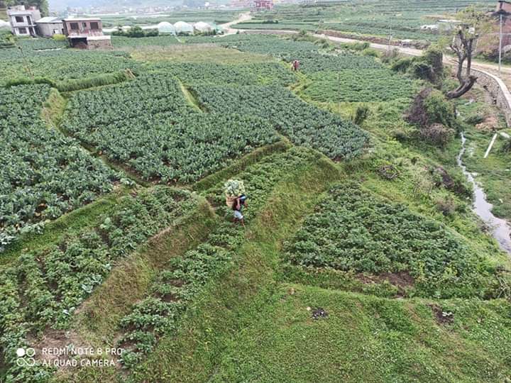 Naresh_Ach's tweet photo. This is how Farmers Delivered their Vegetables to the collection Center. https://t.co/nQ8OuVBsdk