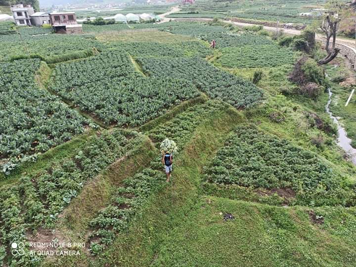 Naresh_Ach's tweet photo. This is how Farmers Delivered their Vegetables to the collection Center. https://t.co/nQ8OuVBsdk