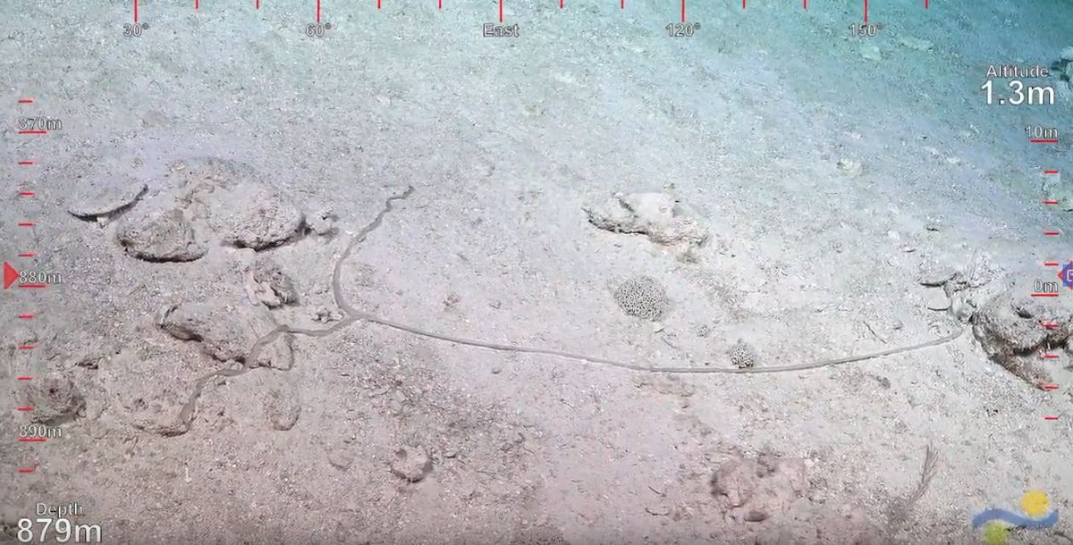 Distance feeding by remote control! A metre-long echiuran worm forked proboscis at work, SuBastian dive355 Osprey Reef Q'land #VisioningCoralSea live now