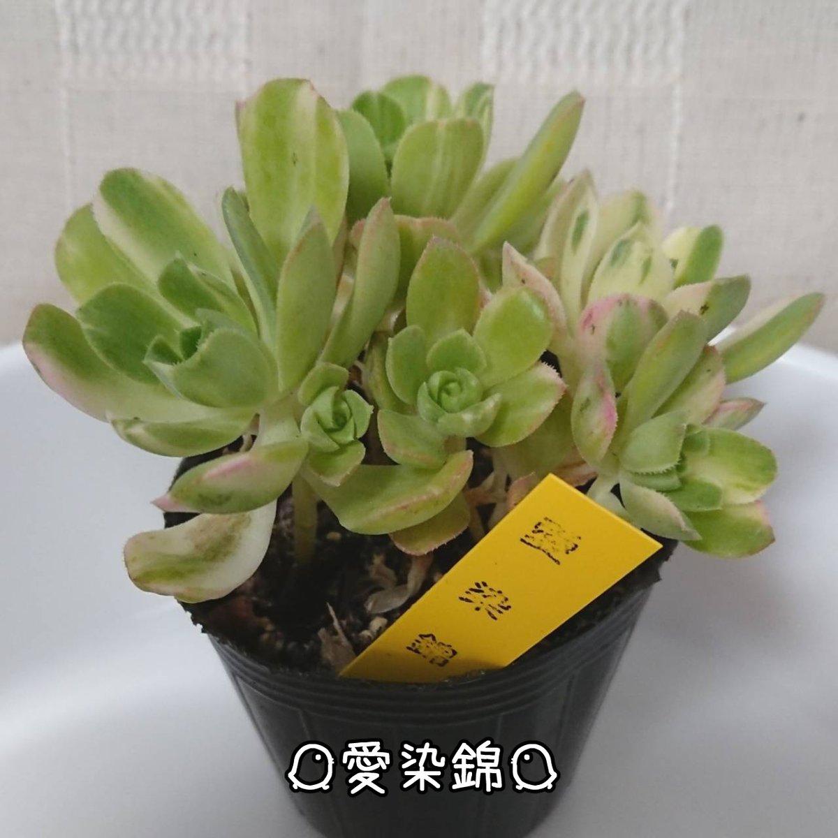 ちまちま多肉植物生活