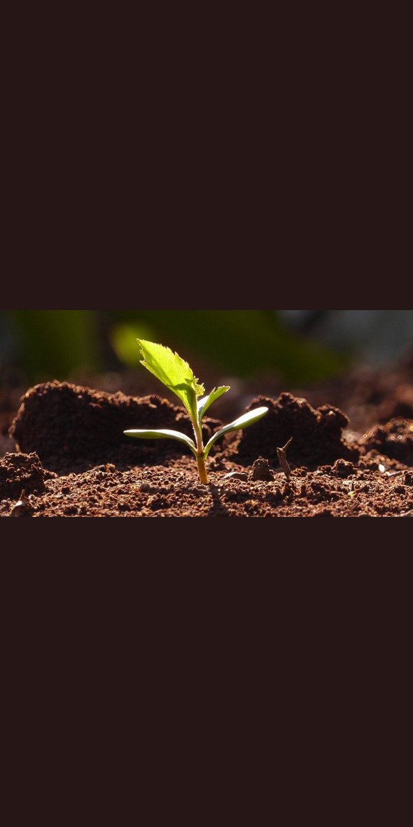 'Sır gibi seversen eğer, muradın gerçekleşir. Çünkü tohum, toprağa gizlenirse yeşerir.'