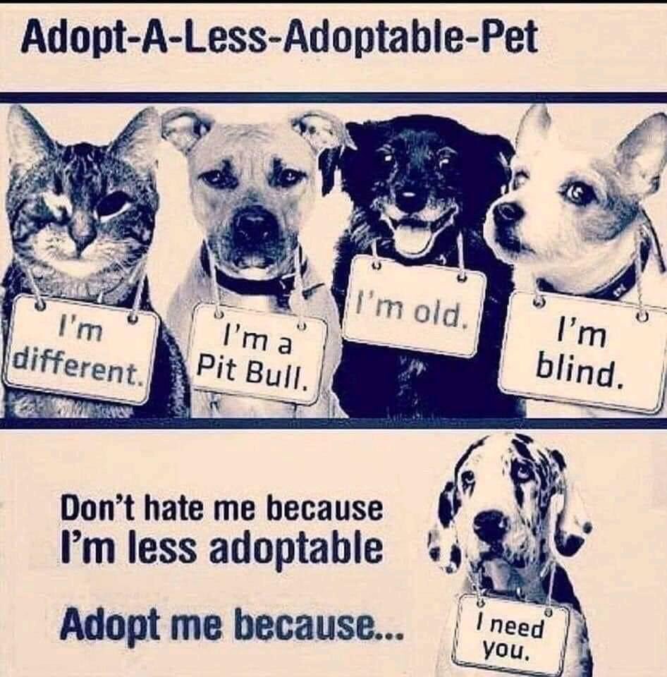 #AdoptALessAdoptablePet
#AdoptDontShop 
❤️❤️❤️