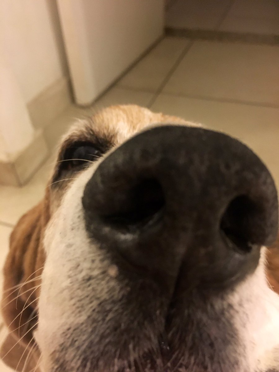 carla_granja's tweet photo. @snootaboop.  Chalrote.BassetHound #snootaboop https://t.co/5KzZTCnkM8