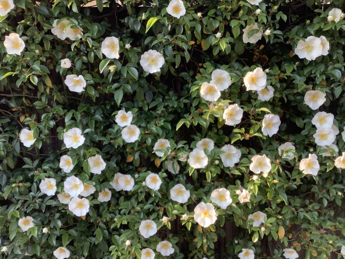 沙羅双樹のtwitterイラスト検索結果 古い順