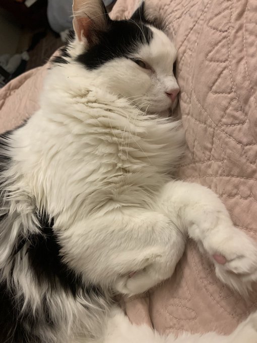 When you pay for onlyfans you&rsquo;re not buying a millionaire their sixth car, you&rsquo;re buying medicine for<a href="/tag/mvsales"class="tags"><span>#mvsales</span></a>