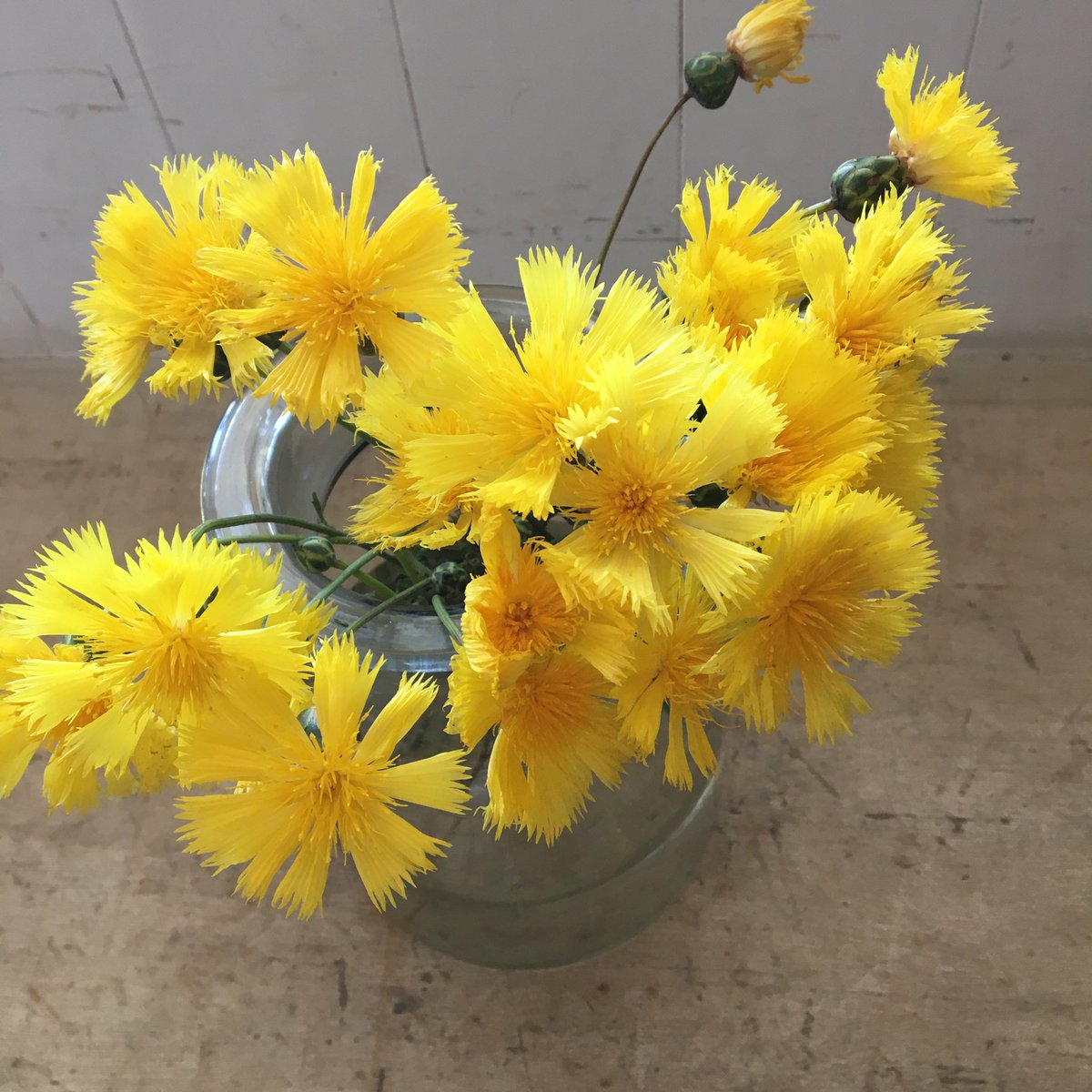 D Ici Peu على تويتر 毎日ひと花 イエローサルタン D Ici Peu على تويتر 毎日ひと花 イエローサルタン