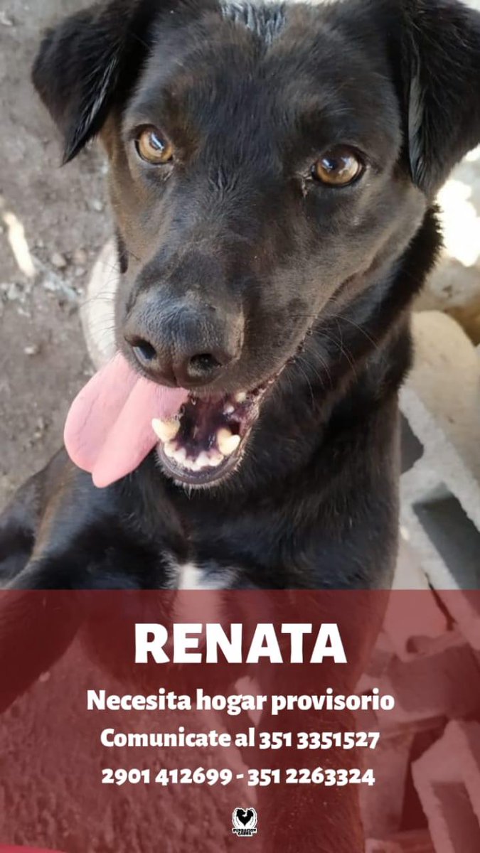 Atención CÓRDOBA ❗❗❗ FUNDACIÓN GARRA está necesitando hogares provisorios x la Cuarentena, si podés tener alguno, comunicate urgente <a href="/FundacionGarra/">Fundación GARRA</a> (Instagram, facebook) NOS AYUDAS DIFUNDIENDO 🙏  <a href="/VivireNuevaCba/">VivirenNuevaCórdoba®</a> <a href="/PabloLayus/">PabloLayus</a> <a href="/SUTRADELOTO/">Evelin LiendoKuriger</a>