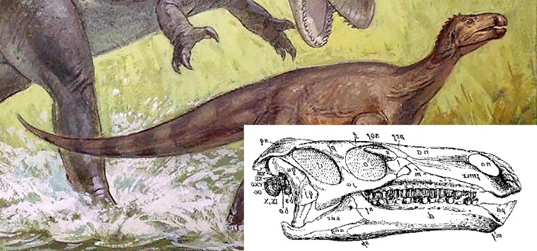 Tyler Greenfield on X: It's the second taxon to be named for the mokele  mbembe, after the bichir Polypterus mokelembembe in 2006.    / X