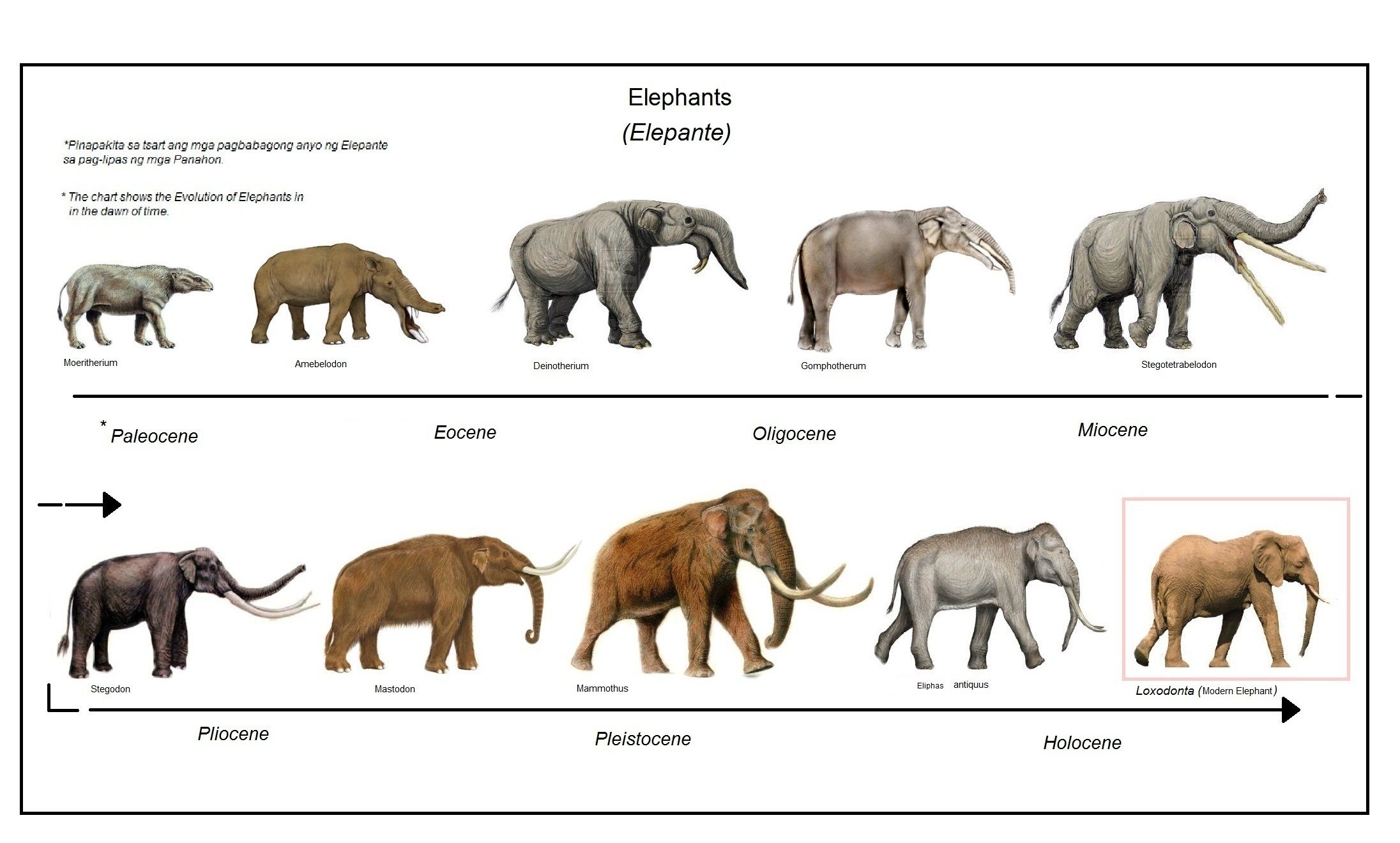 Pikkie on X: "#wildearth The evolution of elephants Its ancestors, the  Palaeoloxodon recki, lived in Africa between 3.5 millon and 100 000 years  ago. Fossils show that the straight-tusked elephants arrived in