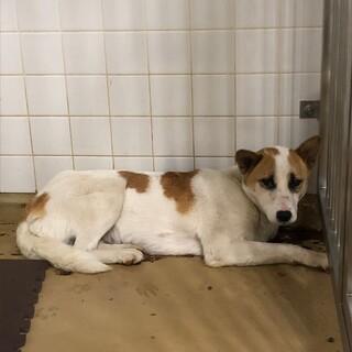 犬種のtwitterイラスト検索結果 犬種のtwitterイラスト検索結果