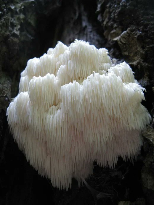 SamiWright11's tweet photo. I've never seen a fungus quite like this. This is the Bear's Head Tooth Fungus, and it's actually edible. It has high amounts of vitamin D and protein, and has numerous health benefits. Some have compared the taste to lobster! #BucknellOrganismalBiology @DrHaussmann https://t.co/2qAQReVfPq