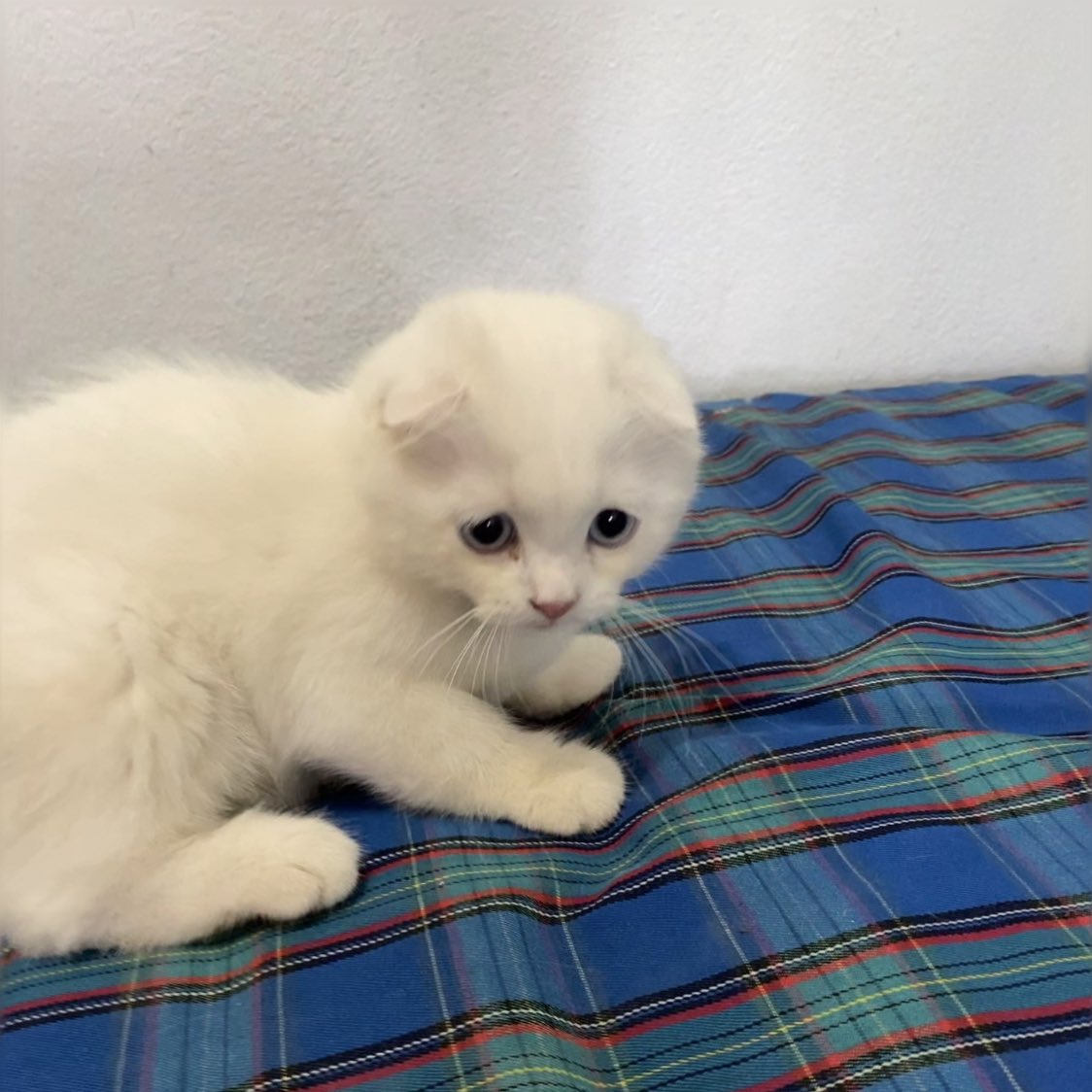 ૮꒰˵• ﻌ •˵꒱ა tweet media