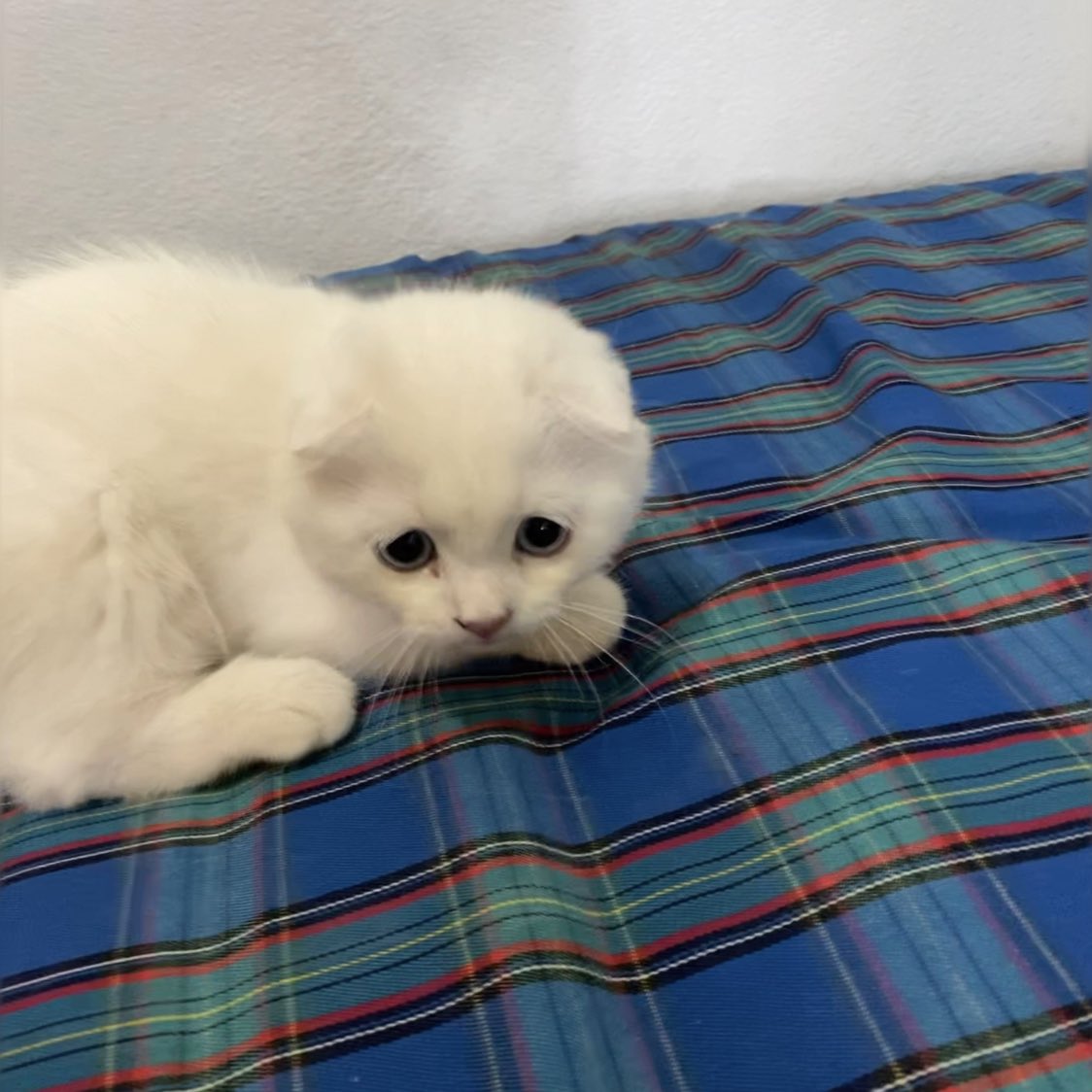 พิเอ๋งหม่ำข้าวหก หนุเลยบอกว่าอย่ามูมมามนะ พิเอ๋งขบหนุเนย น้ำลายพิเอ๋งเปียกหลังเนยอุนแม่