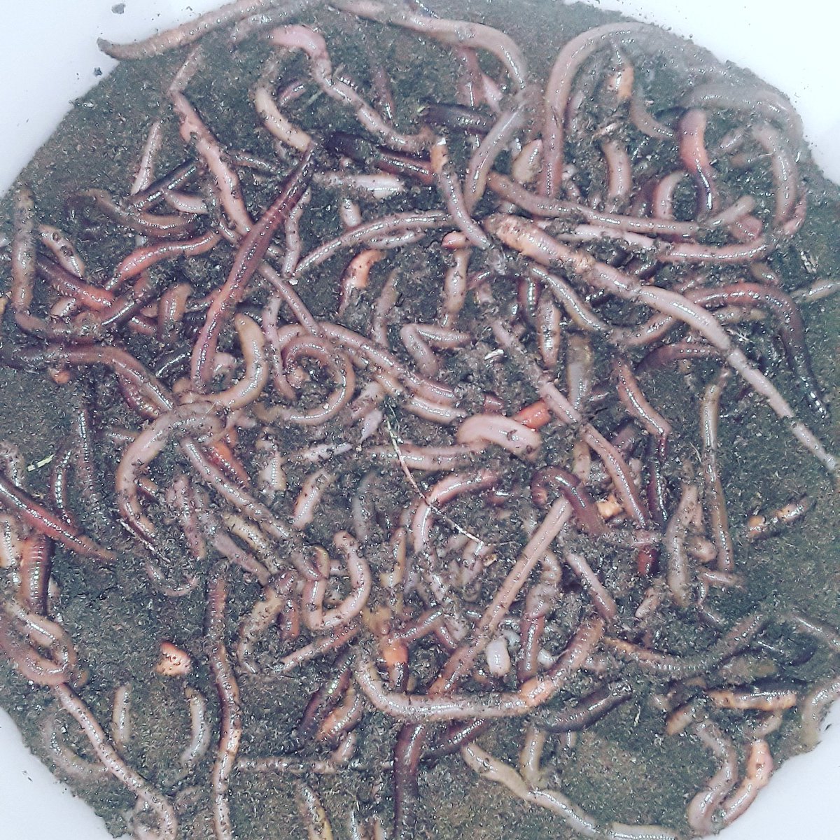 mikmaq_indian's tweet photo. Had to seperate a bunch of crawlers today. Definitely going to have stock for fishing! #firstnations #bushcraft #survival #camping #INDIGENOUS #mikmaq #NativeAmerican #mothernature #hiking #mikmaqpride #weti #worm #nightcrawler #fishing #igotworms #wormman #fishing #fish #bass https://t.co/7XbD719TPS