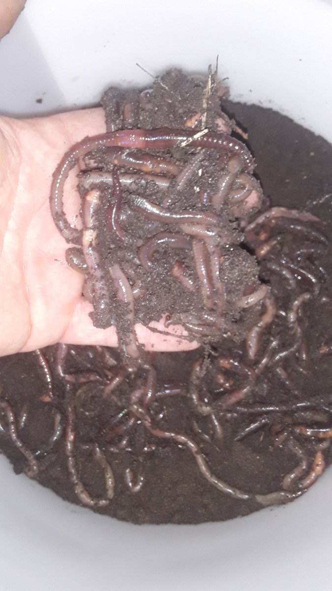 mikmaq_indian's tweet photo. Had to seperate a bunch of crawlers today. Definitely going to have stock for fishing! #firstnations #bushcraft #survival #camping #INDIGENOUS #mikmaq #NativeAmerican #mothernature #hiking #mikmaqpride #weti #worm #nightcrawler #fishing #igotworms #wormman #fishing #fish #bass https://t.co/7XbD719TPS