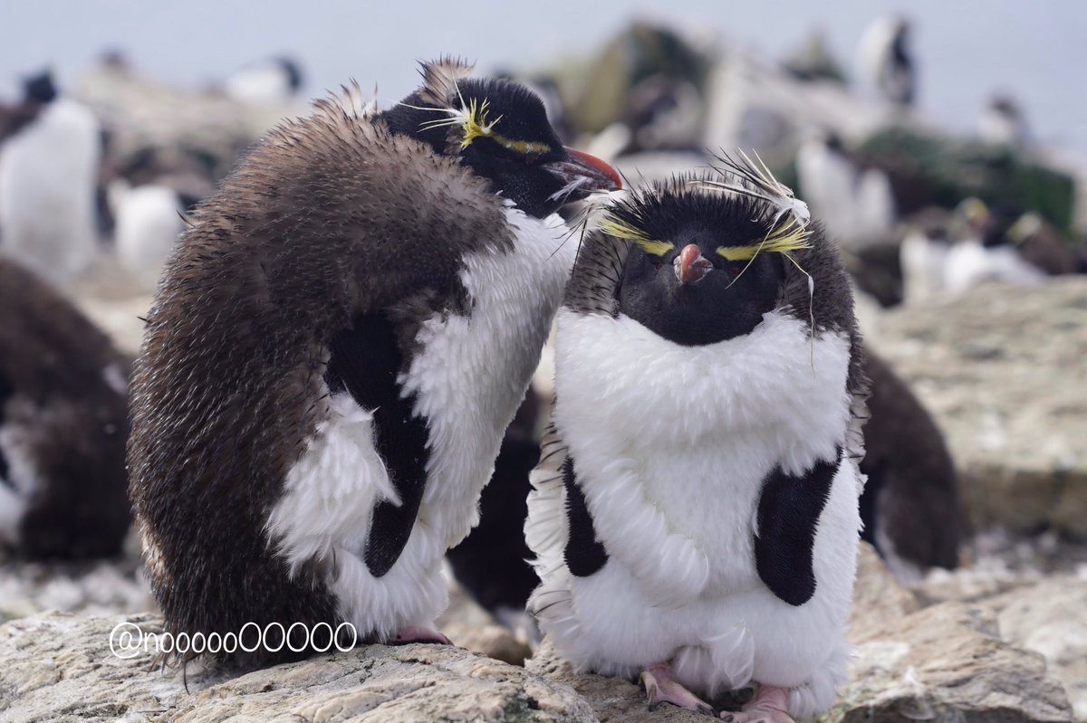 Nooooo 換羽中のミナミイワトビペンギンたち もこもこ可愛い フォークランド T Co Lwsdnhxg0w Twitter