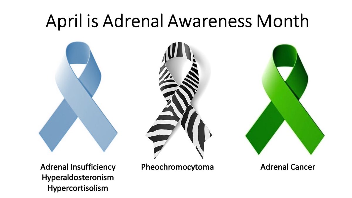 EndoSurgBSM's tweet photo. Great ADRENAL chat! Will see everyone from a new vantage point in September as I join Larry Kirschner to lead the NEW Comprehensive Adrenal Program @OhioState. #AAESChat #AADAM2020 https://t.co/xkMevLcra5