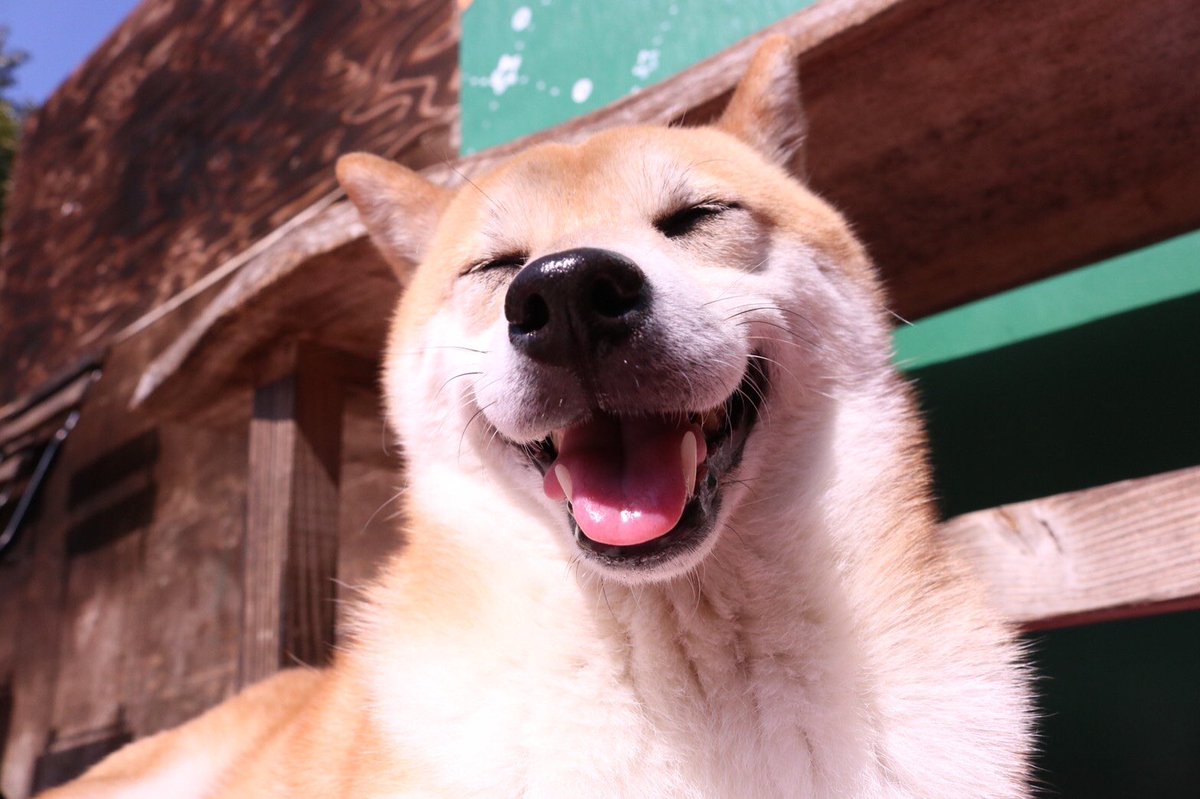 #笑顔 。#smile .
#柴犬 #イヌ #dog #休園中の動物園水族館 https://t.co/2HTDAdEXRP