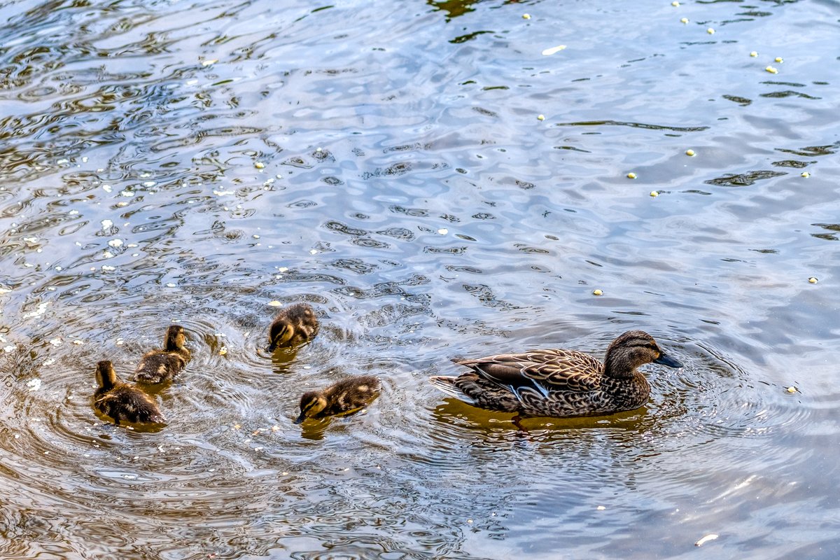 Definitely Spring

#HoCoMd #columbiamd #birdwatching 
#NaturePhotography  #birding 
#naturelovers  #wildlife #birdsoftwitter
#birdphotography #duckling #gosling
#wildlifephotography 
#birdplanet #wildlifebirds #Spring
#wildlifepictures #birdcaptures