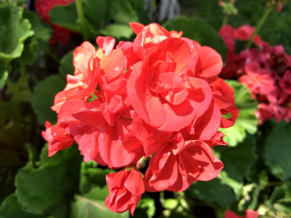 TiasaurusWrecks's tweet photo. Geranium explosion!
#Garden #gardening #Geranuim #Flowers https://t.co/DAN4zRw74d