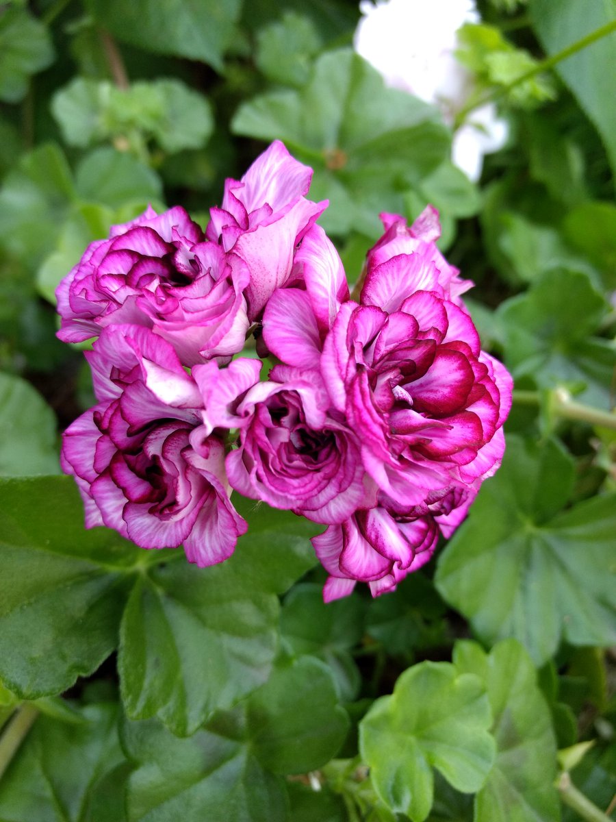 TiasaurusWrecks's tweet photo. Geranium explosion!
#Garden #gardening #Geranuim #Flowers https://t.co/DAN4zRw74d