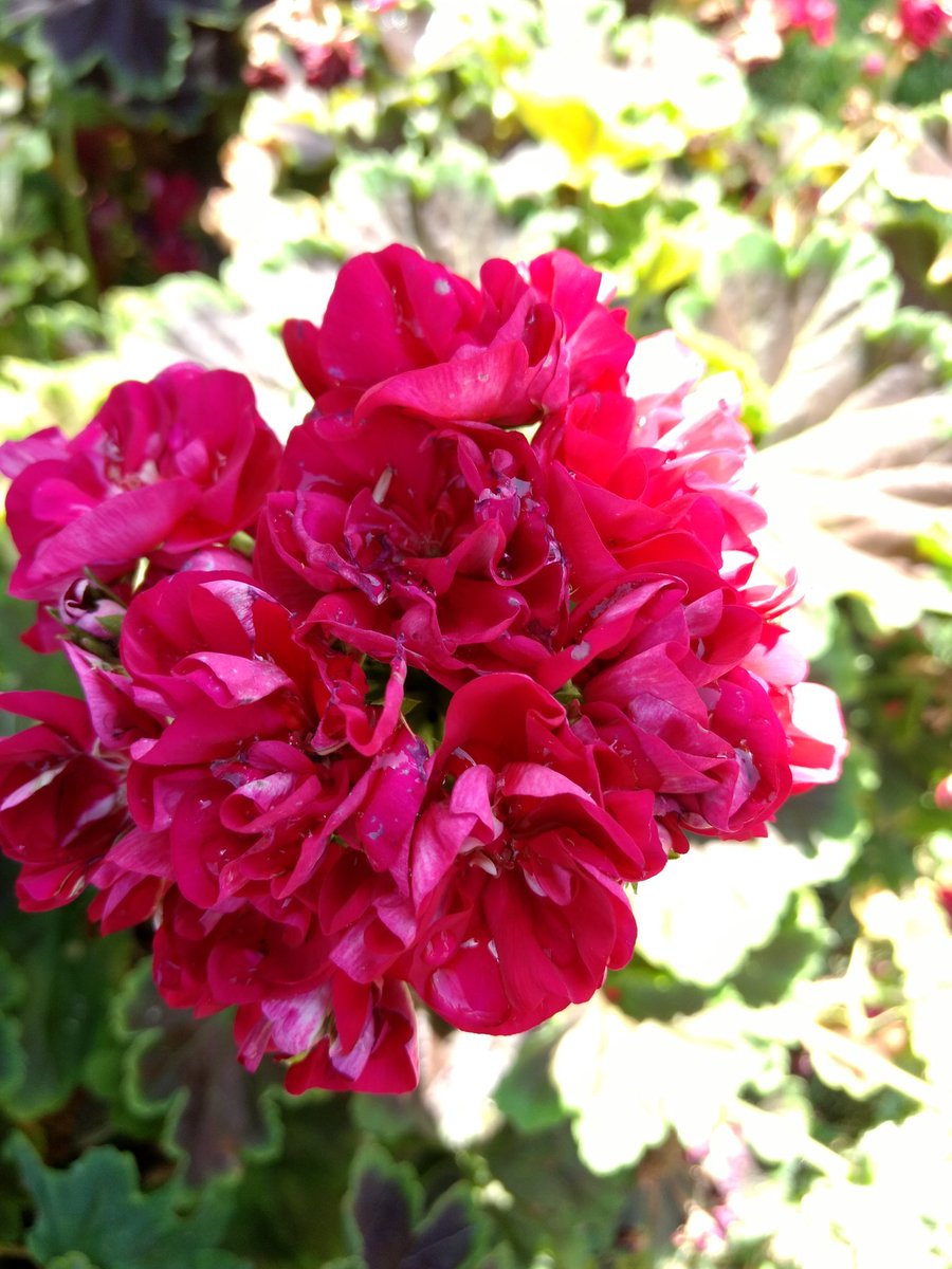 TiasaurusWrecks's tweet photo. Geranium explosion!
#Garden #gardening #Geranuim #Flowers https://t.co/DAN4zRw74d