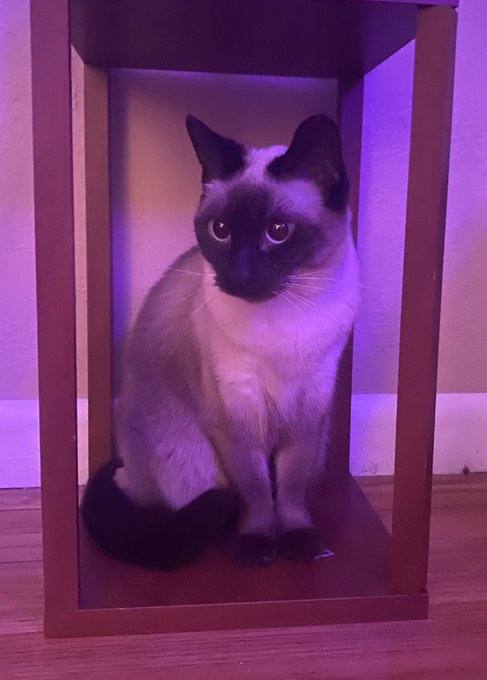 My cat is prettier than you 💗 (and me 🤣 just LOOK at her!! What a fucking BABY!!!) https://t.co/iaOW