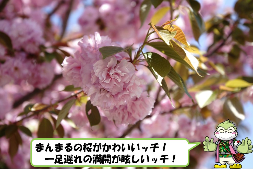 駐屯地内で満開の 八重桜 を見つけました 花言葉を調べると しとやか や 善良な教養 とありました 人類の安全を守るため 04 30 陸上自衛隊 福知山駐屯地