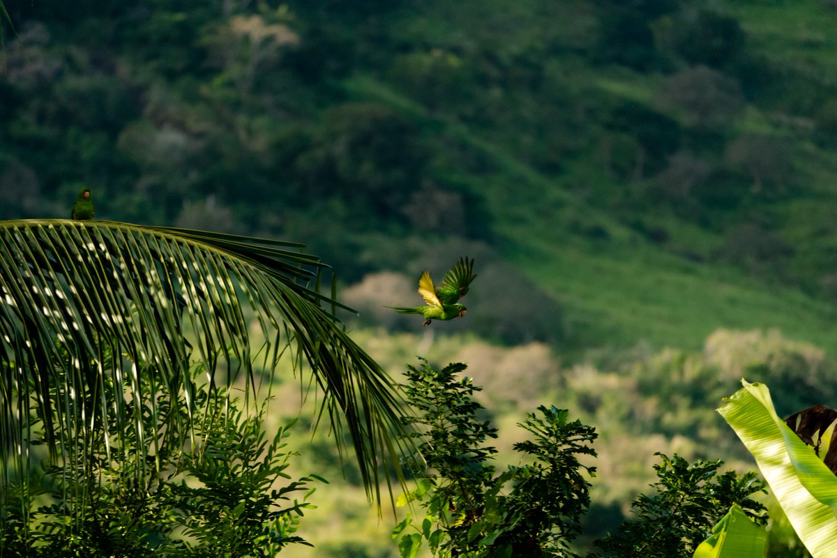 wesleylilin's tweet photo. #maritacas
#maitaca
#maritaca
#papagaio
#periquito
#aves
#fauna
#observacaodeaves
#ornitology
#ornitologia
#canon
#canont7
#canonphotography
#photooftheday
#quarentenafotografando
#quarentena #coqueiros
#parrott
#parrots
https://t.co/MlLlVKBMr1 https://t.co/T1bfmr2Lsg
