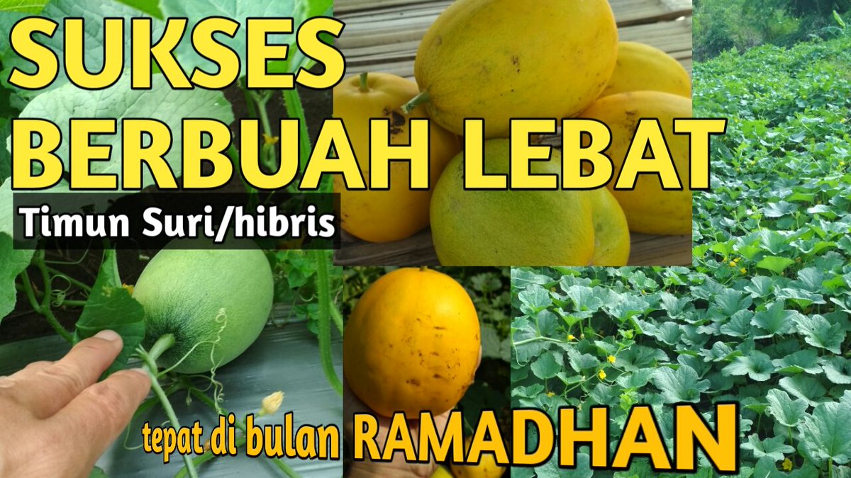 Bantu subscribe ya di chanelnya ace agrofarm.
youtu.be/yERda4_sq_4