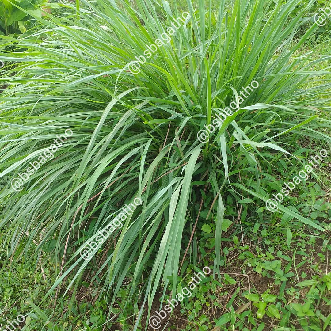 BSBAgatho's tweet photo. Sebagai upaya optimalisasi pengelolaan teras, ada baiknya jika di sekitar teras dan tebing ditanam beberapa jenis tanaman penguat teras.
.
#bsbagatho #binasaranabakti #agathofarm #organicfarm #kebunorganik #sayursehat #diklat #sayurorganik #diklatbsb https://t.co/0DNHOPC4xI