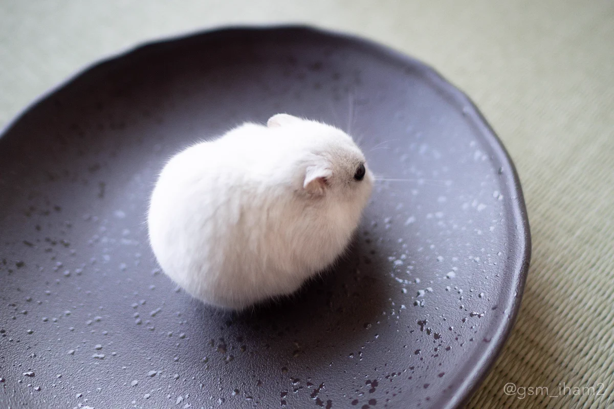 お皿に乗せればもう大福！もちもち感溢れるハムスターに癒される！