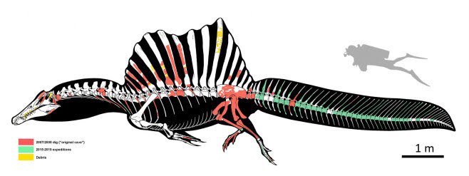 スピノサウルスのtwitterイラスト検索結果 古い順 スピノサウルスのtwitterイラスト検索結果 古い順