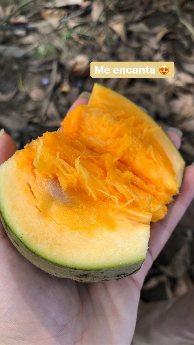 Genesismsolis's tweet photo. Alguien más ama el campo 😍🍃 https://t.co/ZctpM3zRXy